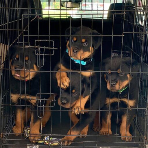 Rottweiler Family