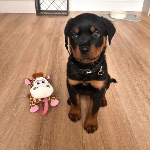 Rottweiler Family